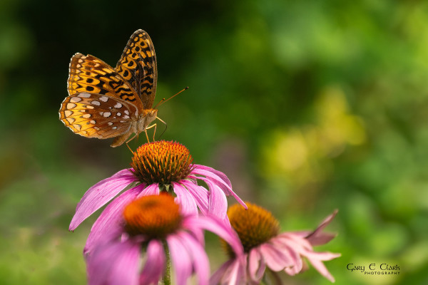 Butterfly on Coneflower by Gary Clark