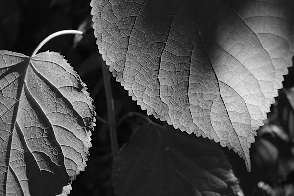 Leaves & Shadows by Daniel Bell