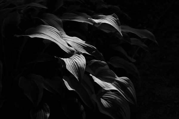 Sunset Light by Daniel Bell