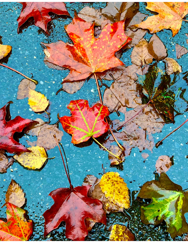 Fall Flowers by Cathy Mc Dermott