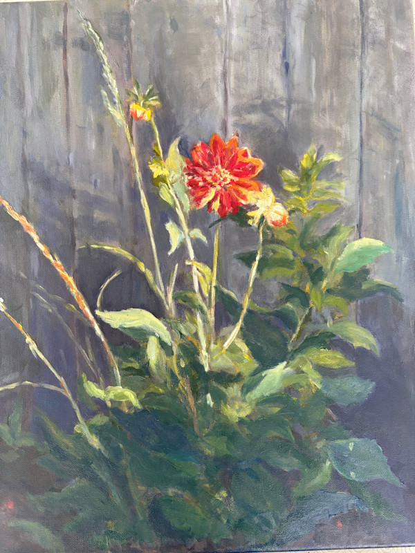 Dahlia in Sunlight by Christianne King