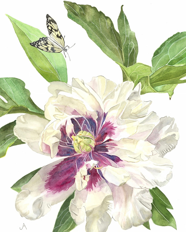 Peony by Jill Adleberg