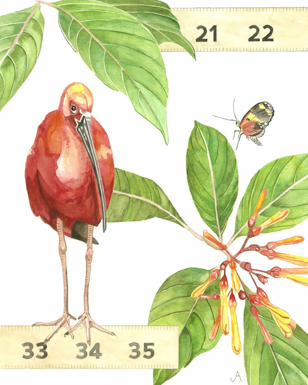 Scarlet Ibis Rules by Jill Adleberg