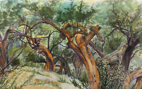 Ginestiere Olive Trees by Monika Griff