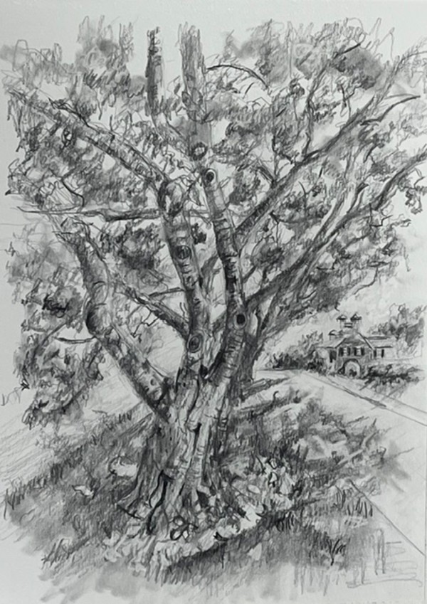 Tree near the Glenview Mansion by Karen Shapiro, Image 1.
