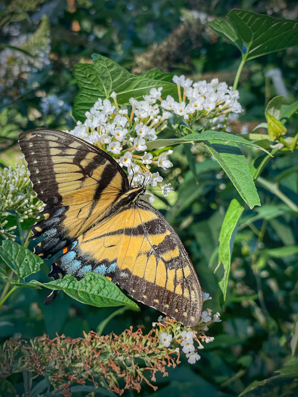 Swallowtail In Place by Paul Buehler