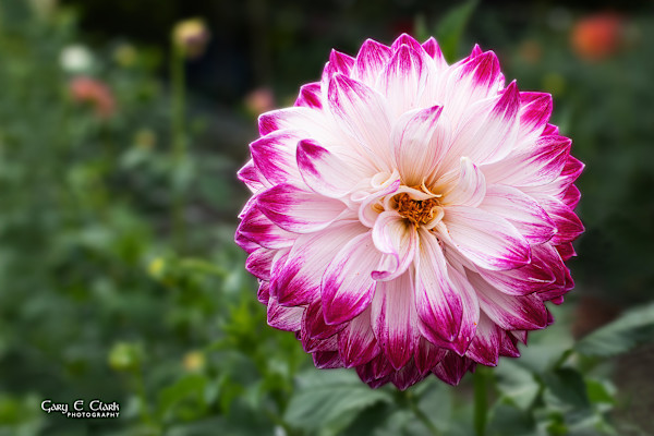 Magenta Tips by Gary Clark