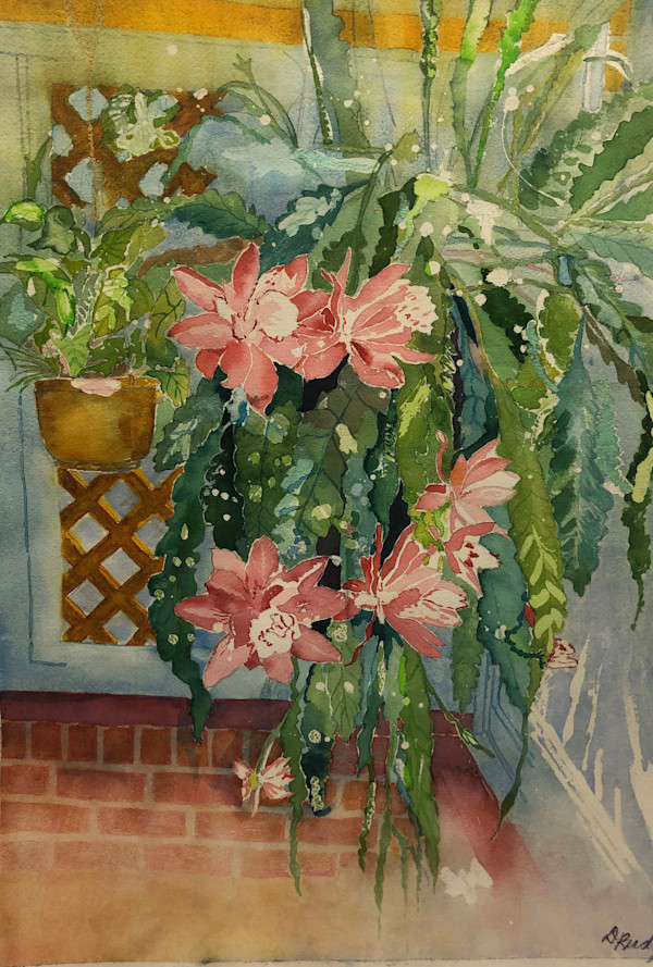 Orchid Cactus Blooms by Diane Rudzinski