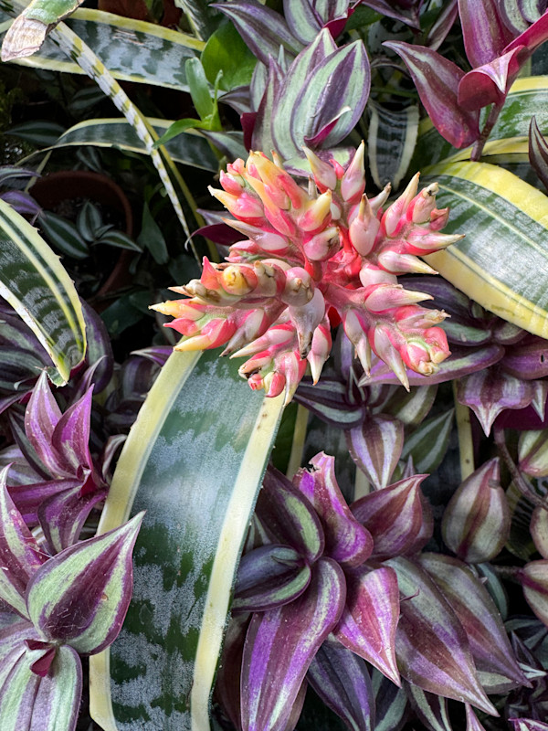 Urn Plant by Paul Buehler