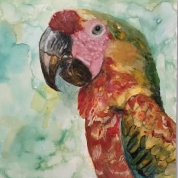 Scarlet Macaw by Karen Shapiro