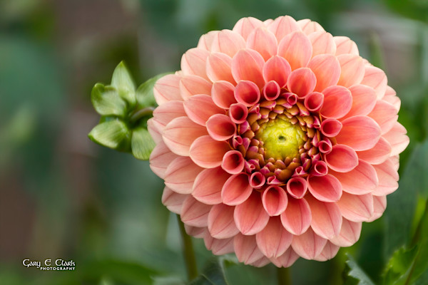 Peach Perfect by Gary Clark