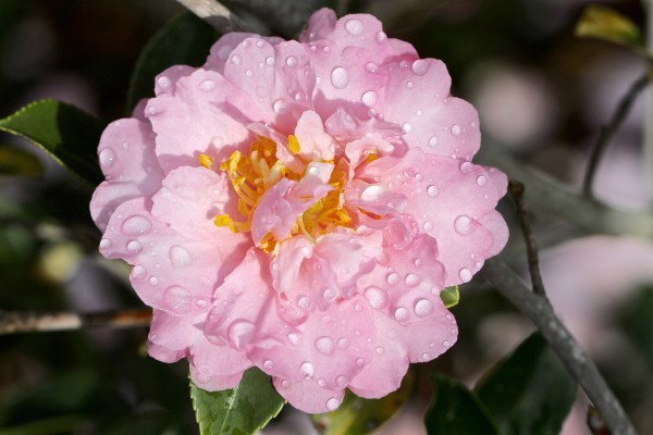 Pink Peony with Spring Dew by Freddi Weiner