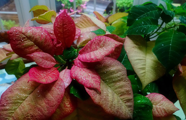 Poinsettia Punch by Lisa Sieg