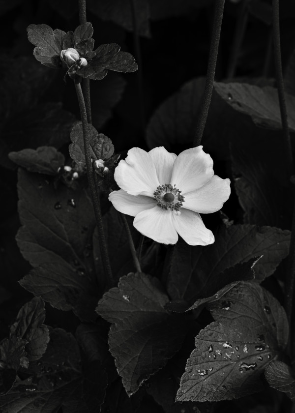 White Anemone by Rebecca Doran
