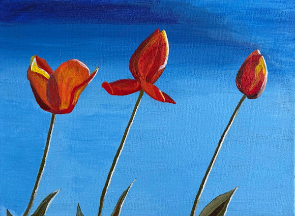 Tulips by Stephen Shaw