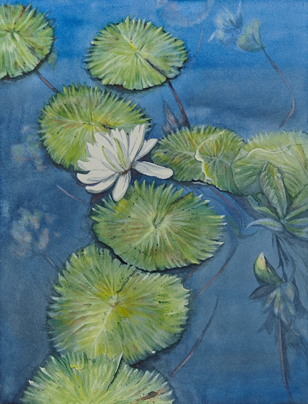Lily Depths by Alexa Hirst