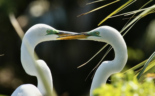 Connection- Mated Pair of Great White Egrets by Freddi Weiner