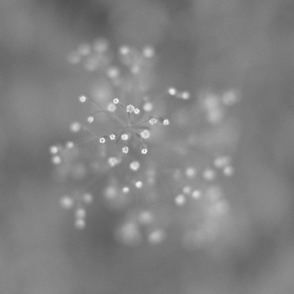 Flower Abstract by Daniel Bell