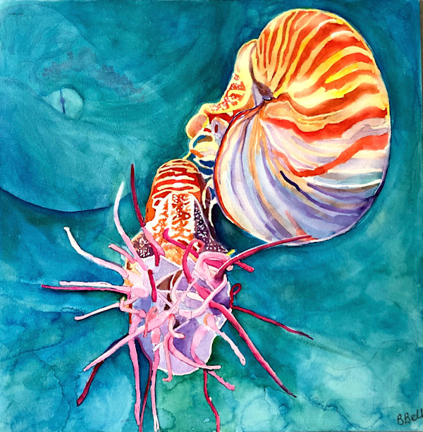 Nautilus by Barbara Bell