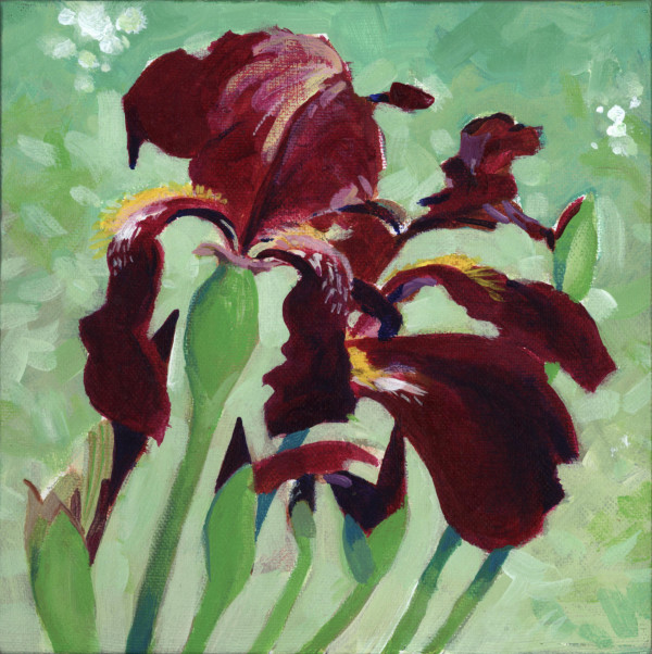 Bearded Iris by Baron Wilson