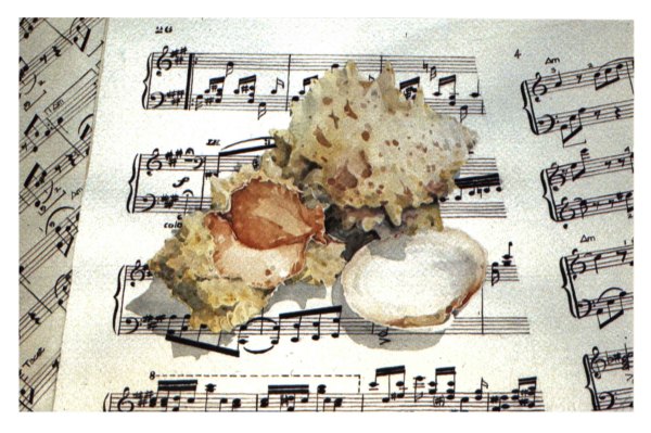 Sea Shells & Sheet Music by Baron Wilson