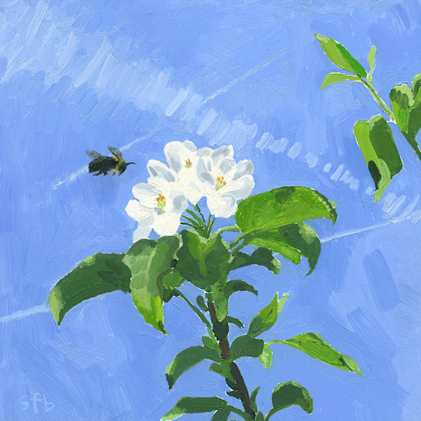 Apple Blossom and Bumble Bee by Sarah F. Burns