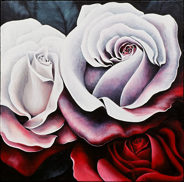 White to Red Roses by elva hook