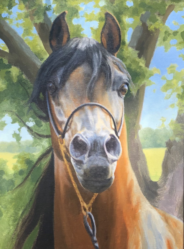 Horse Portrait by Lynn Maderich