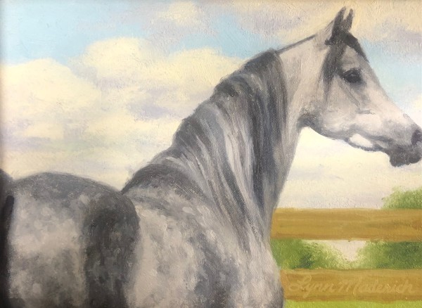 Grey Horse | Study by Lynn Maderich
