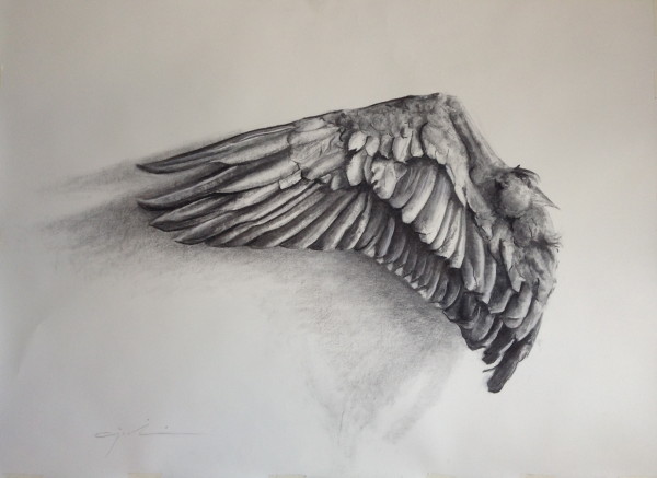 Wing Study by Andy Sjodin