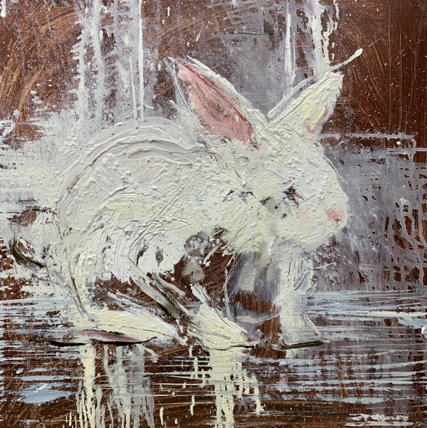 Florida white rabbit