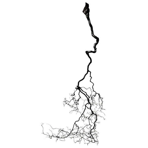 The Age of Unrooting by Lil Olive