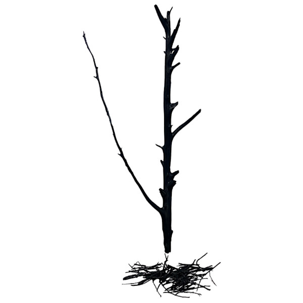 Devolution II by Lil Olive