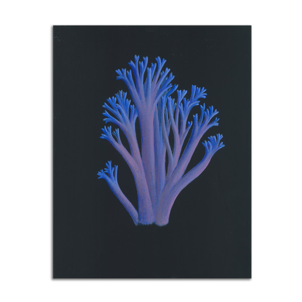 Blue Coral Mushroom by Jane Troup