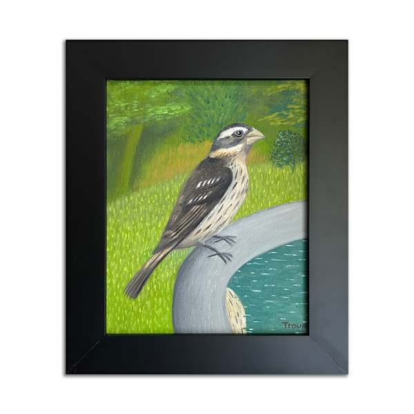 Female Rose-breasted Grosbeak by Jane Troup