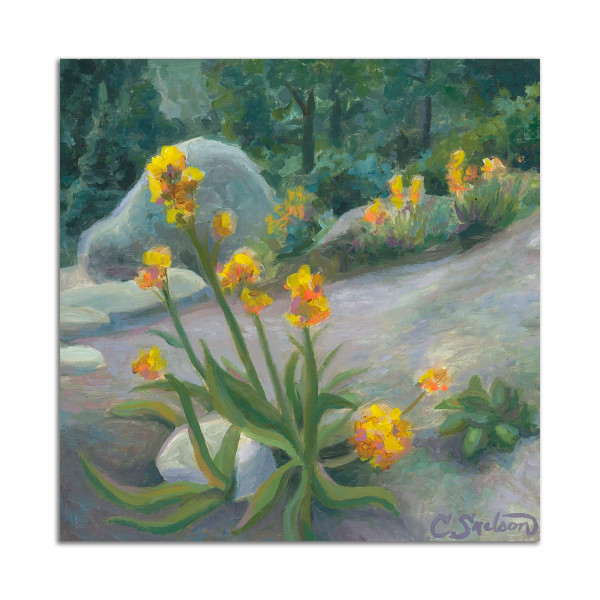 Golden Draba by Christie Snelson