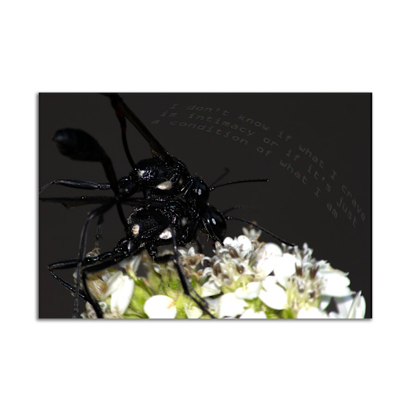 Foreplay by Jacob Chatfield