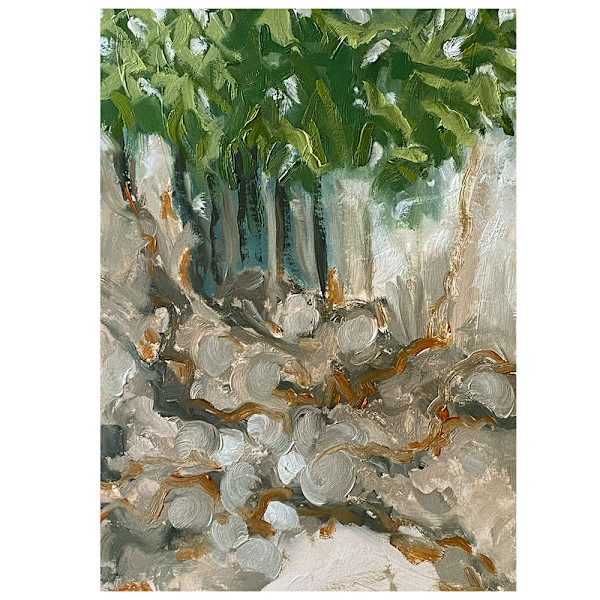 Phytolacca dioica study II, 2022 by Jen Chau