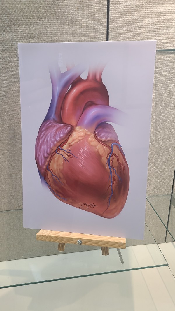 Heart Illustration by Hillary Wilson