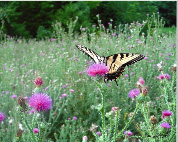 Buttterfly on Thistle by Norma Longo