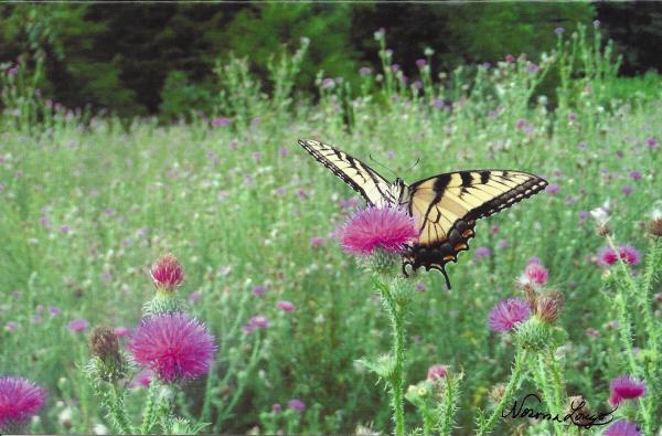 Butterfly on Thistle card - blank inside by Norma Longo