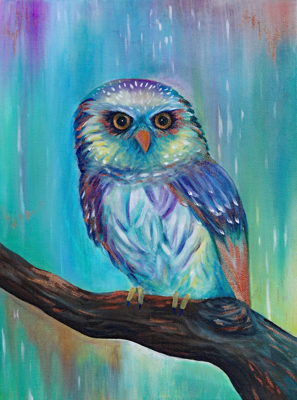 Cute Little Pygmy Owl by Melissa Bowman
