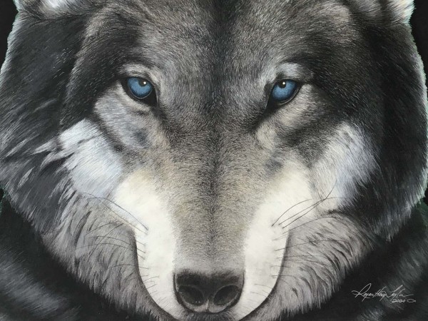 The Gaze of a Wolf by Rayanthony Taylor