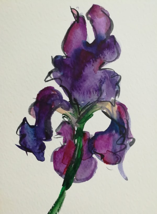 Proud Iris by Sonya Kleshik