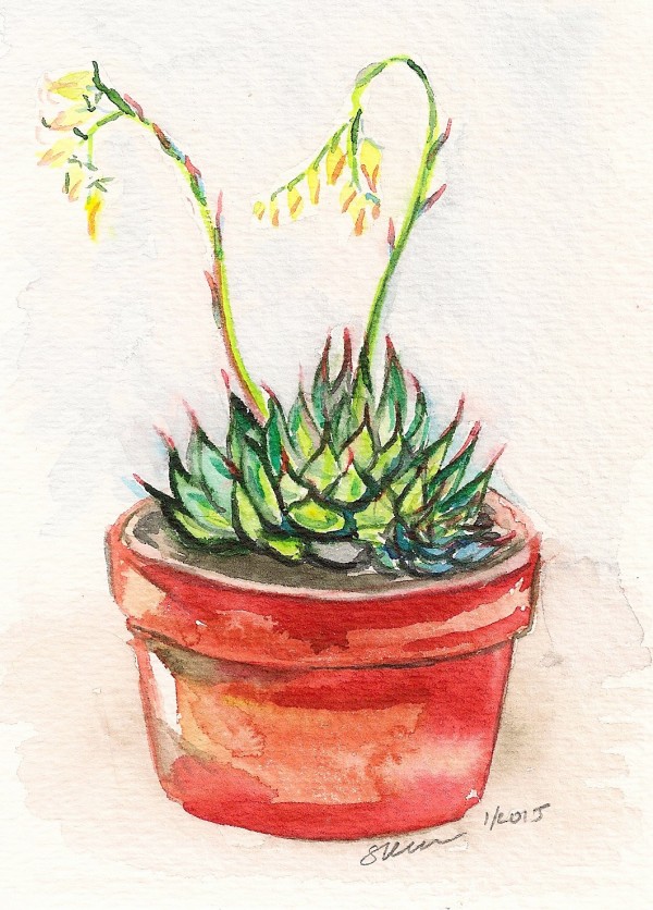 Blooming Echeveria Succulent in Red Pot by Sonya Kleshik