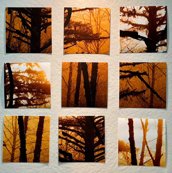Golden Sitka by Shobha Jetmalani, Image 1.