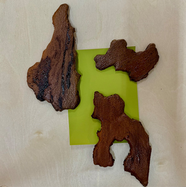 Sitka Bark II by Shobha Jetmalani, Image 1.