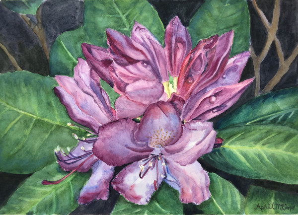 Rhododendron by April Rimpo