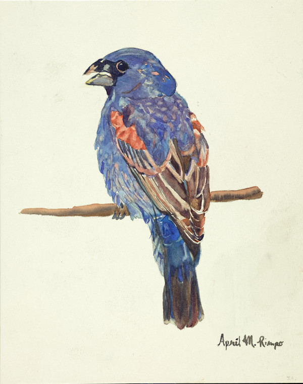 Blue Grosbeak I by April Rimpo