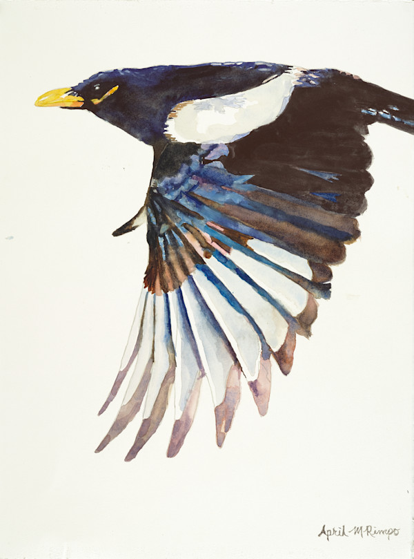 Yellow Beaked Magpie-Detailed Look by April Rimpo, Image 1.
